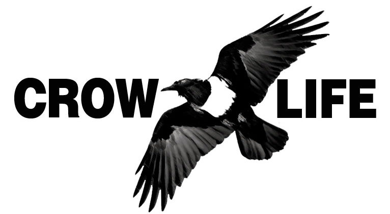 Crow Life – Centre de Recherche et Protection des Corvidés