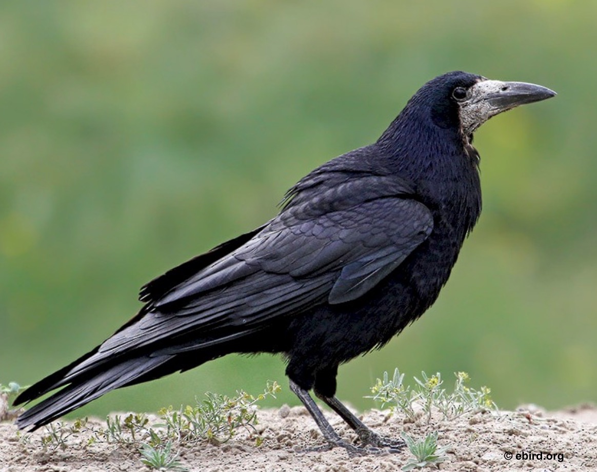 LE CORBEAU FREUX - Crow Life - Centre de Recherche et Protection des  Corvidés
