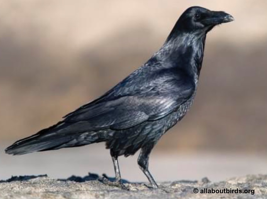 Corbeau : taille, description, biotope, habitat, reproduction