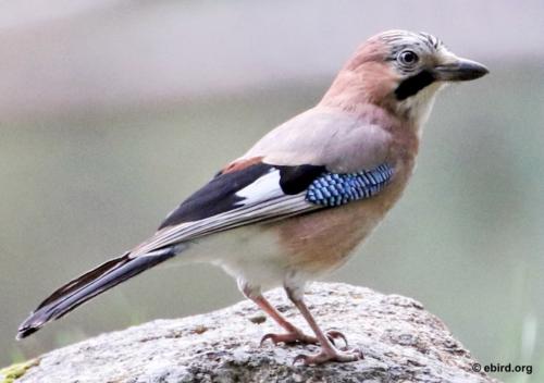 geai des chênes 1 - ebird